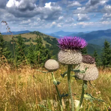 Plesnivec * Доновалы